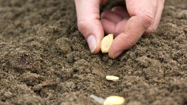 The Buddha’s Path Study Programme – Module 4: Foundations of Buddhist Theory III: The Essence of Karma and Morality