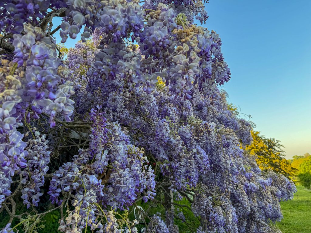 Devon retreat with Samadhi