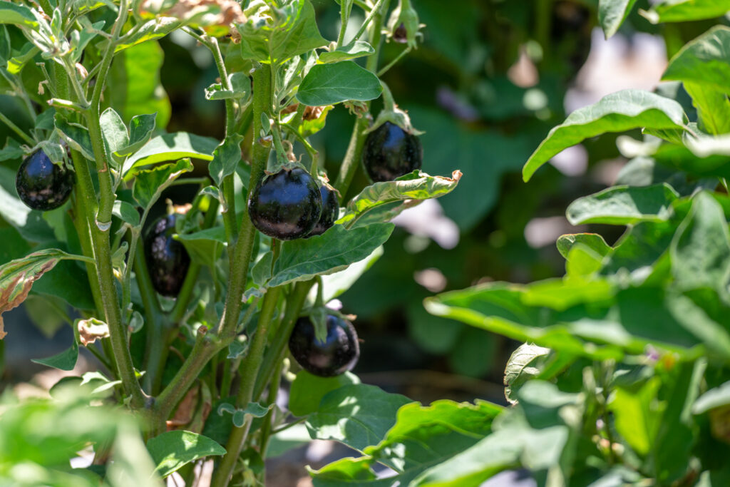 Aubergines growing in the garden
