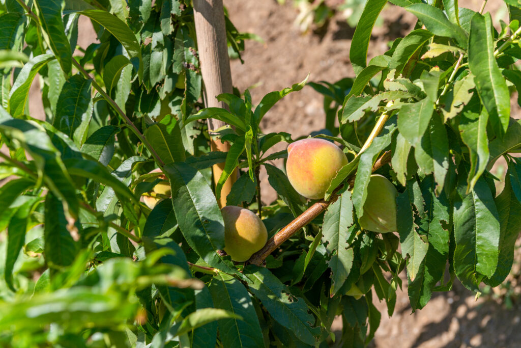 Peaches on the tree at Santillan