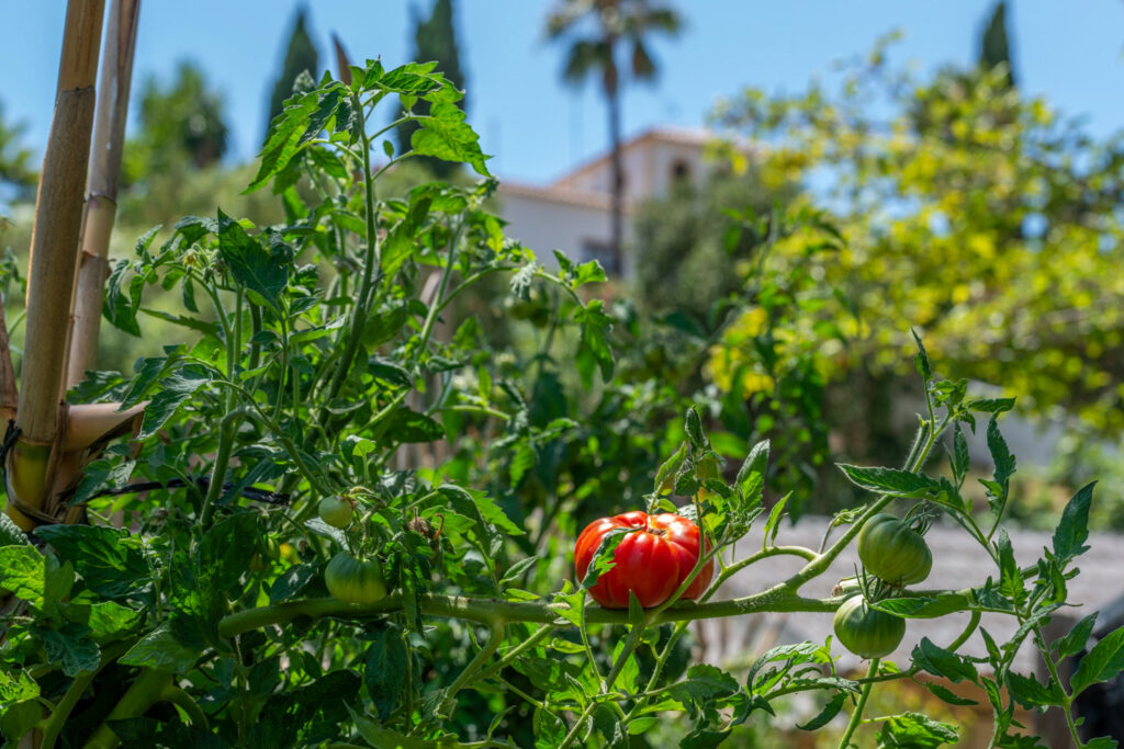 Tomatoes in the organic vegetable garden