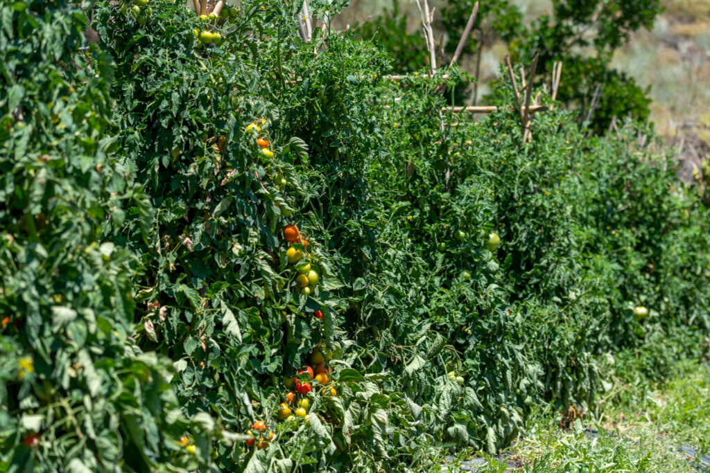 Rows of tomato plants in the kitchen garden