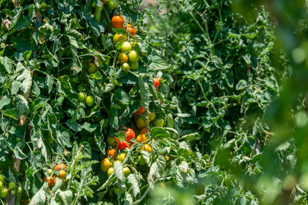 Tomatoes ripening on the vine