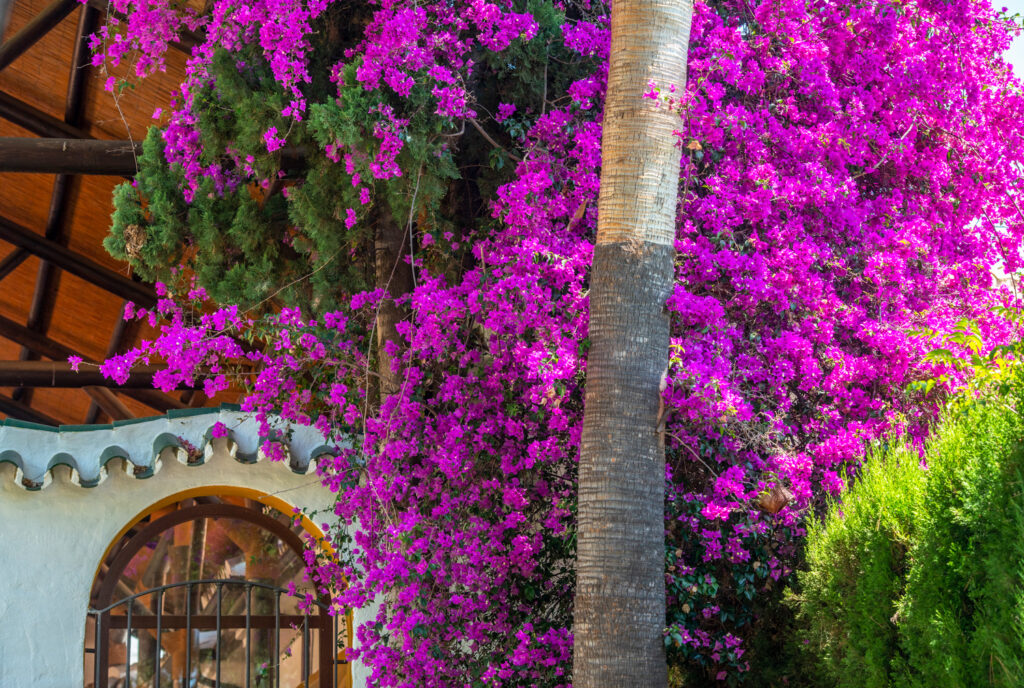 Bougainvillea over the garden arch