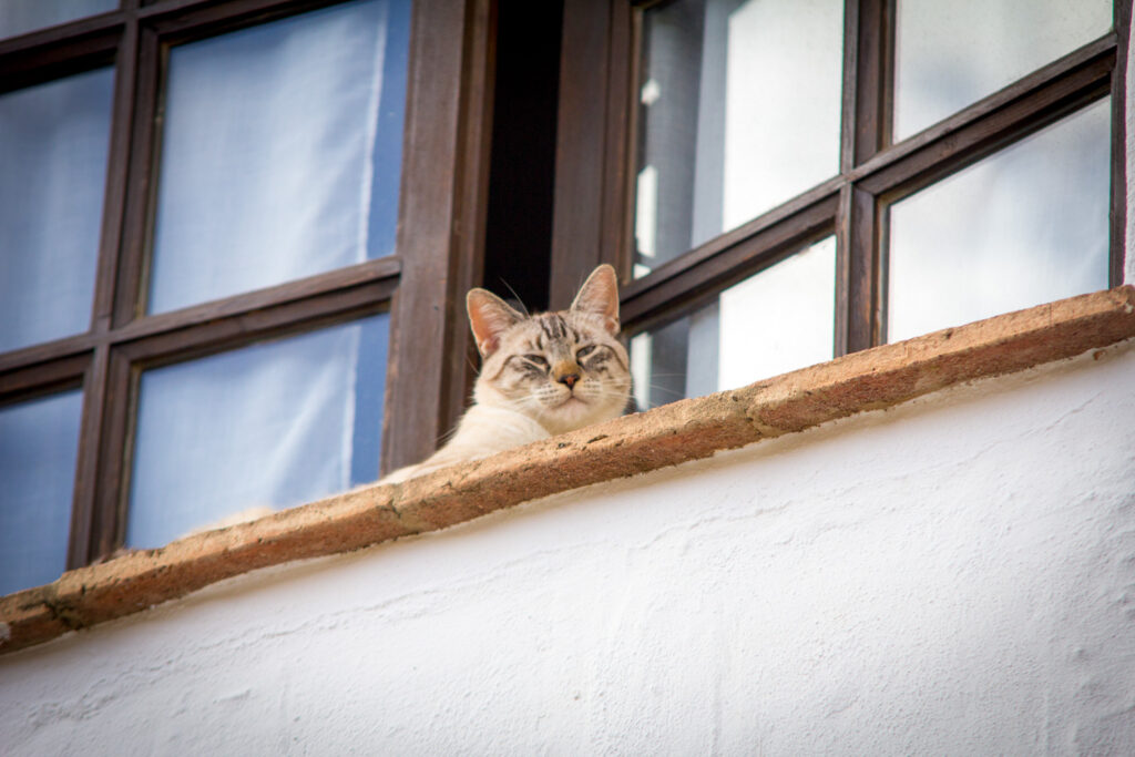 One of the cats at Santillan