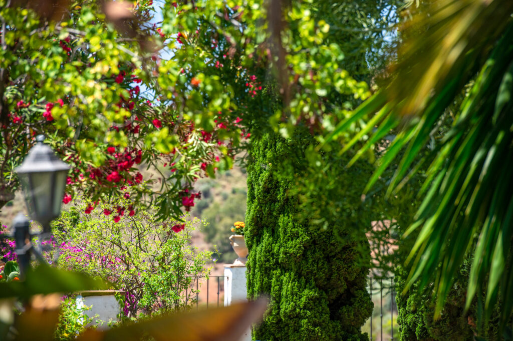 Flowers in the gardens at Santillan