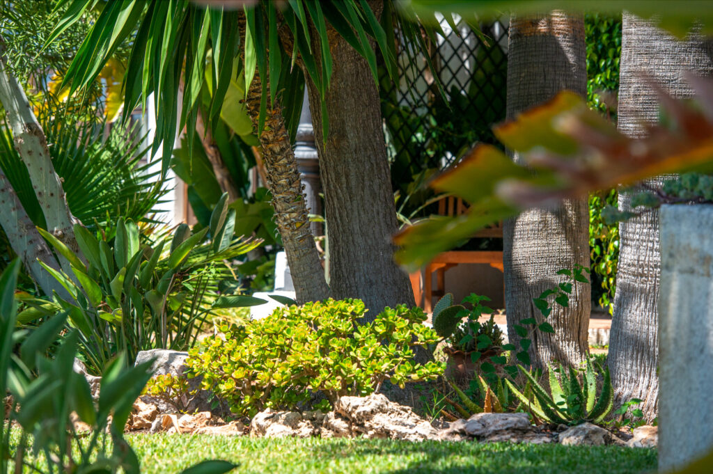 Palms and succulents in the gardens
