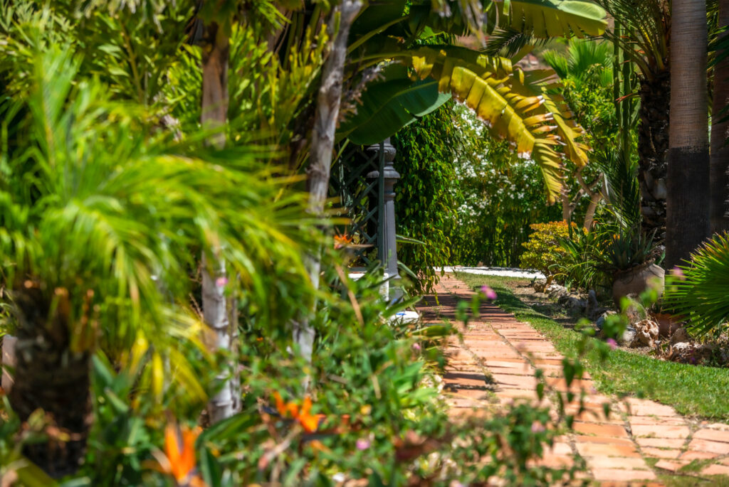 Brick path through the tropical planting