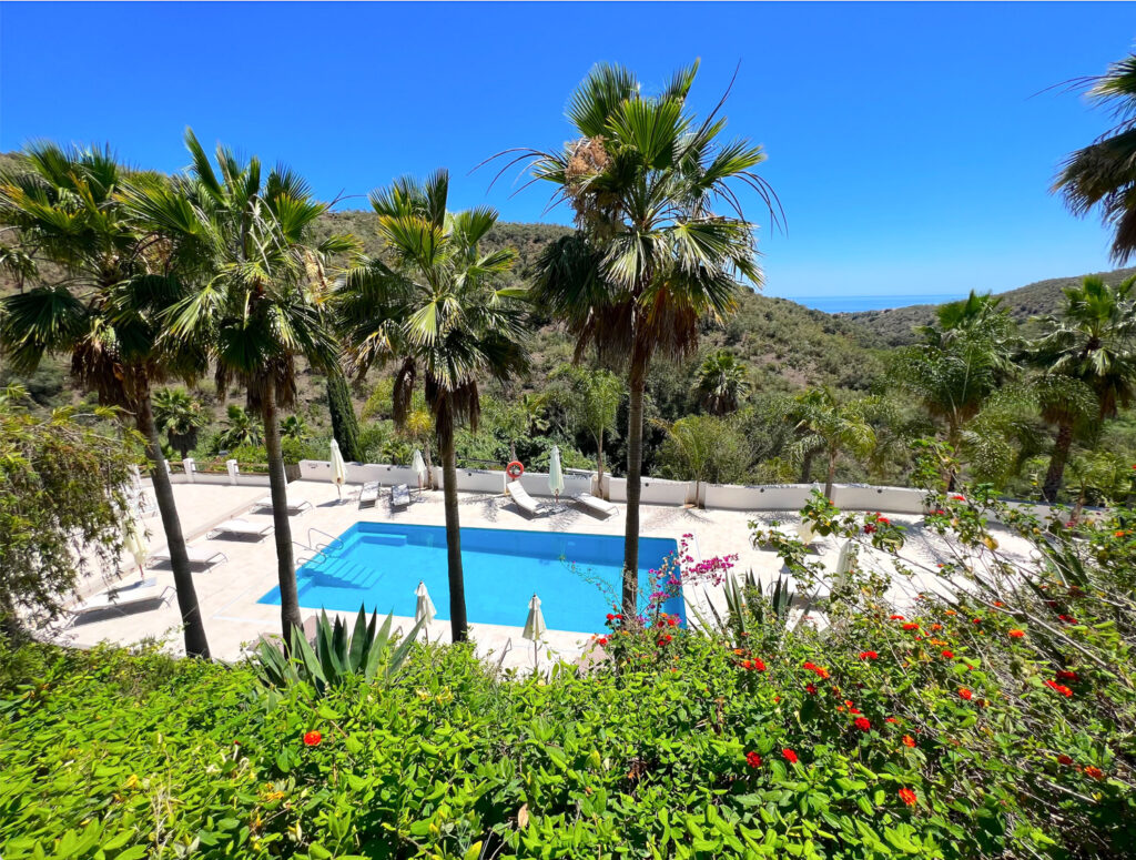The salt-water pool and palms