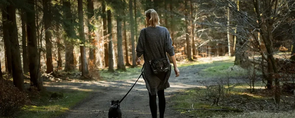 mindful walk in the forest